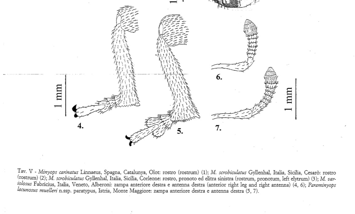 Curculionidae: Minyops? Quasi, Paraminyops lacunosus muelleri